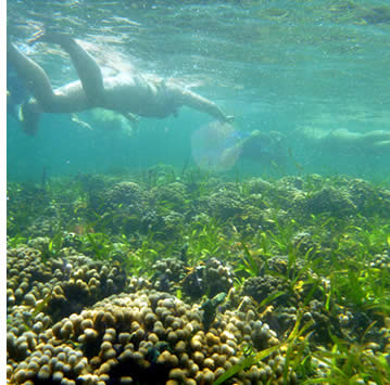 Snorkeling the Mangrove Coral Garden in Bastimentos Island in Bocas del Toro, Panama